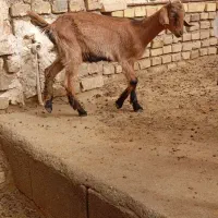 کره ماده و نر