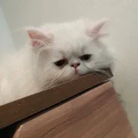پرشین خالص