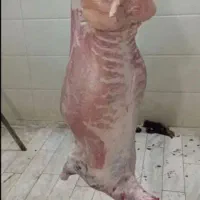 در خدمت هستم نرخ خوب