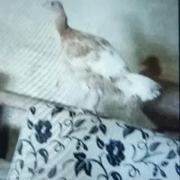 فروش یک عدد بوقلمون ماده