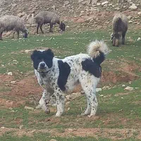 توله|سگ|کوهرنگ, |دیوار