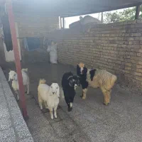 درجه یک ترین بره و کهره چاق نازدار