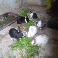 خرگوش|موش و خرگوش|گرگان, |دیوار