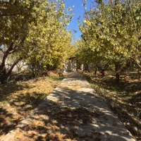 1100-متر-باغ-سند-تکبرگ-چهاردیواری-نامه-برائت