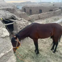اسب ترکمن نریون