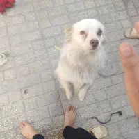 سگ خانگی فروشی