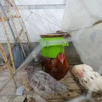 خروس . مرغ .جوجه خروس .جوجه مرغ