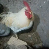 خروس فروشی