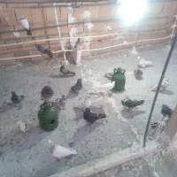 کفتر