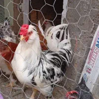 خروس