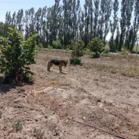 سگ ژرمن نر اصل