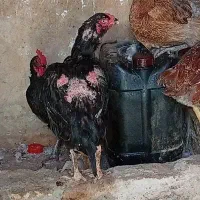 مرغ تخمگذار لاری