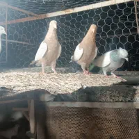 کبوتر چند جفت بهبونی پلاکی