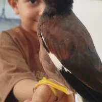 مینا نر افغانی معاوضه با کوتوله و عروس
