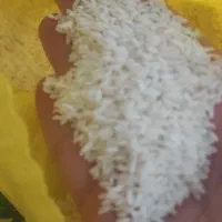 برنج خوشپخت