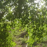 اجاره شش هکتار زمین باغی و زراعی چند ساله