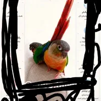 عروس پاریس