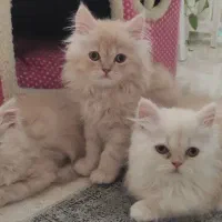 بچه گربه پرشین دو ماهه