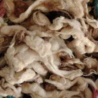 پشم گوسفند آماده و تمیز