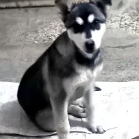 هاسکی 5 ماهه