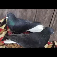اشغل