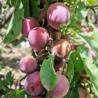 آلوی سیاه برای لواشک
