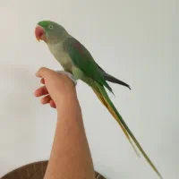شاه طوطی ماده