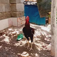 تعدادی کبوتر یه خروس نژاد بالا