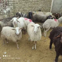 بره نر و ماده به شرط گوشت خوب مشتری پسند