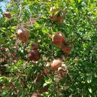 خونه باغ