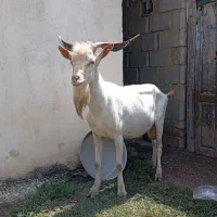 نر بز سانن درجه یک خون بالا  2سال  فی کیلو 410