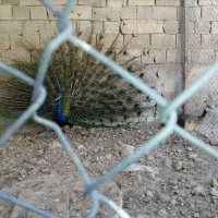 فروش یک جفت طاووس
