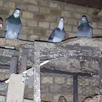 کبوتر رنگه