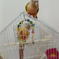 طوطی گرنچیک اهلی