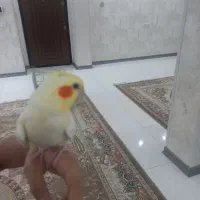 عروس هلندی