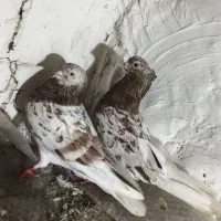 کبوتر جفت سرور