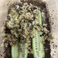 حلزون آچانینا