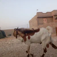 فروش بره وپازن
