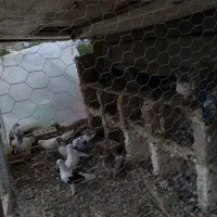10کبوتر پر پرواز
