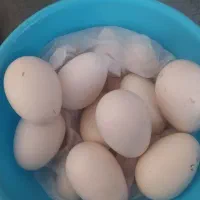 تخم بوقلمون نطفدار