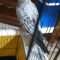 عروس ماده 9ماهه
