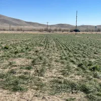 کارگر اتباع جهت انجام امور کشاورزی