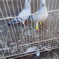 کبوتر جفتگاع
