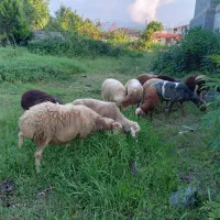 گوسفند جوردشتی