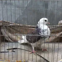 کفتر گمشده حوالی مصطفی خمینی