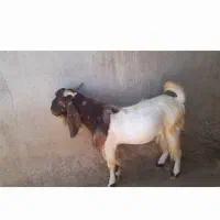 چبش دورگ