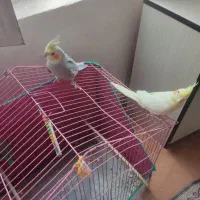 عروس هلندی نر و ماده