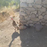بوقلمون و جوجه مرغ