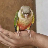 گرینچیک