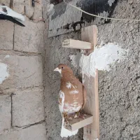 پرنده|پرنده|شیراز, داریون|دیوار